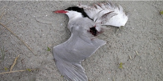 dav38vogelmoord1