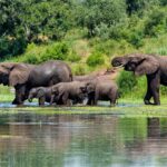Elephant,Herd,In,The,Kruger,National,Park,In,South,Africa